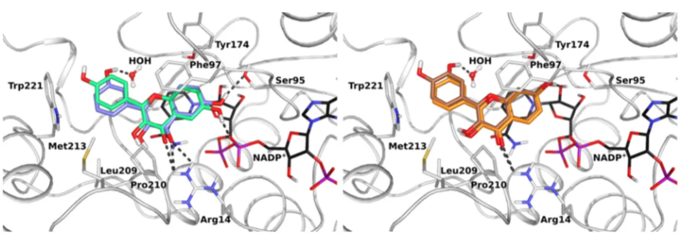 Figure 3 . The orientation of compounds 2 and 7 in the TbPTR1 cavity is the same as for NP-13, with the inhibitor bicyclic core directed toward the opposite side of the cavity with respect to NP-29