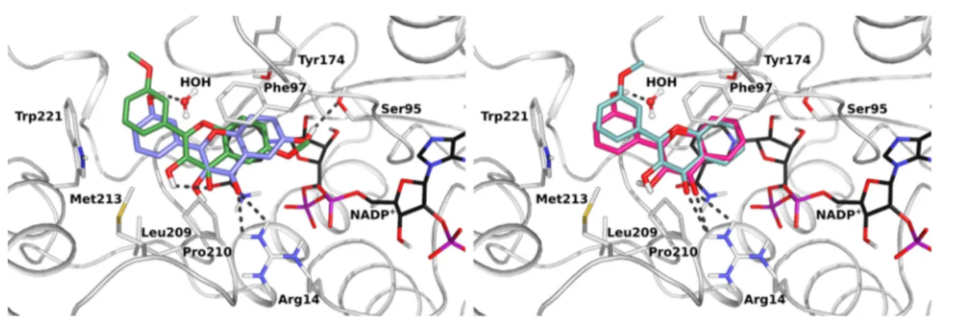 Figure 6 , left. Notably, this adverse e ﬀect was also apparent in the comparison of compounds 1 and 9, bearing no substitution on ring A but a hydroxylation or methoxylation on R3 ′ of the B-ring