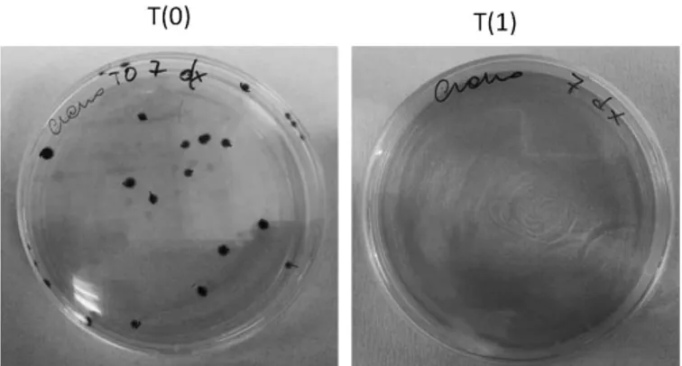 Figure 3. Petri dishes containing Sabouraud dextrose agar for yeasts and molds, incubated at 228C