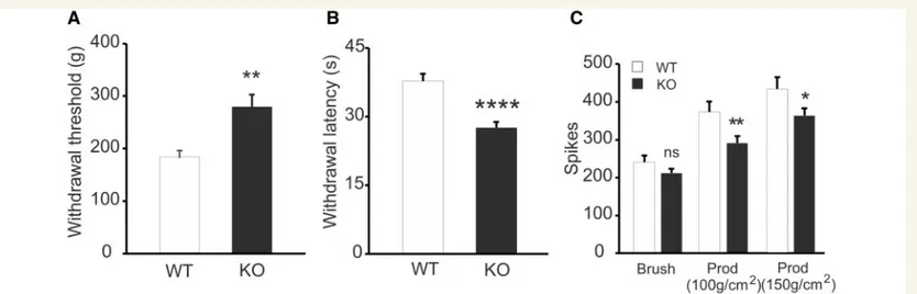 Figure 3 Zfhx2 knockout mice have altered acute mechanical and thermal pain thresholds