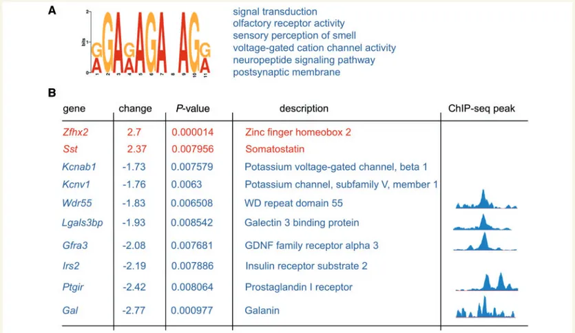Figure 5 Potential transcriptional targets of ZFHX2. (A) The consensus AG-rich motif derived from promoter regions of deregulated