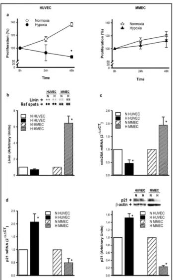 Fig. 1. HUVEC and MMEC proliferation under hypoxia. (a) 