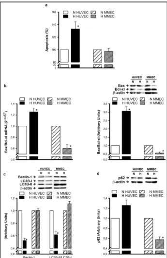 Fig. 2. Hypoxia-induced cell death in MMEC and HUVEC. (a) 