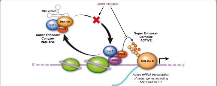 Fig. 1 Role of cyclin-dependent kinase (CDK)9 in gene transcription and cancer cell survival
