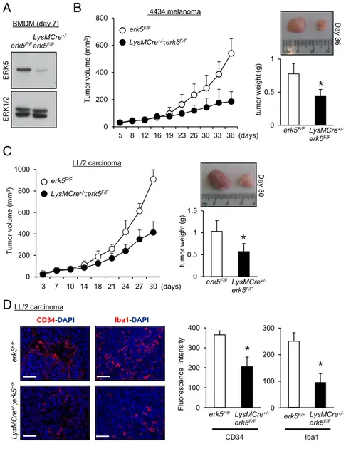 Fig. 2. ERK5 expression in myeloid cells supports tumor growth in vivo. (A) Immunoblot analysis comparing the level of ERK5 expressed in  macro-phages obtained from the bone marrow of erk5 F/F and LysMCre +/− ;erk5 F/F animals