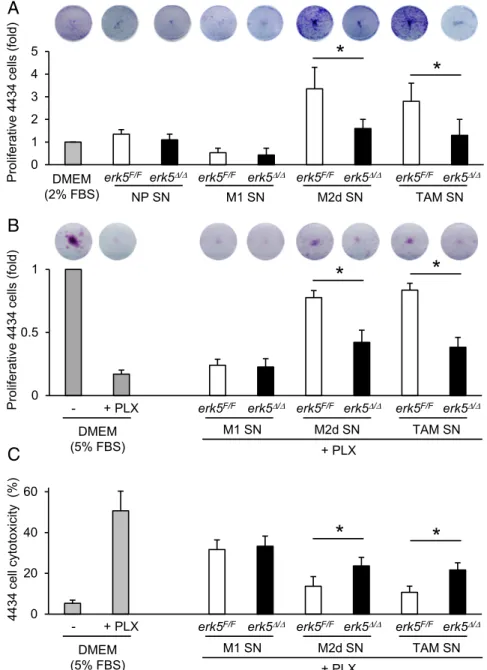 Fig. 5. ERK5 is required for macrophage-induced tumor cell proliferation and drug resistance
