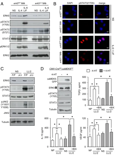 Fig. 6. STAT3 phosphorylation at Tyr705 in macro- macro-phages is dependent on ERK5 signaling