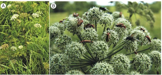 Fig. 1.  (A). Flowering shoot of Angelica sylvestris showing main (primary) umbel in fruit and flowering lateral (secondary) umbels