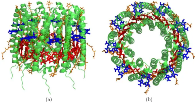 Figure 1. LH2 complex of Rhodoblastus acidophilus. (a) Side and (b) top view of a network of α-helices (green) that hold in place the bacteriochlorophyll units (red and blue) and the carotenoids (orange)