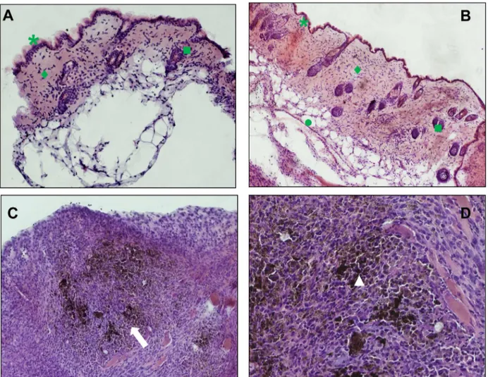 Fig 6. Histological analysis of skin and subcutaneous tissue around the implant. Panels a and b are representative images of dermis and epidermis near implants of CMC and CoFe 2 O 4 -NH 2 -CMC, respectively