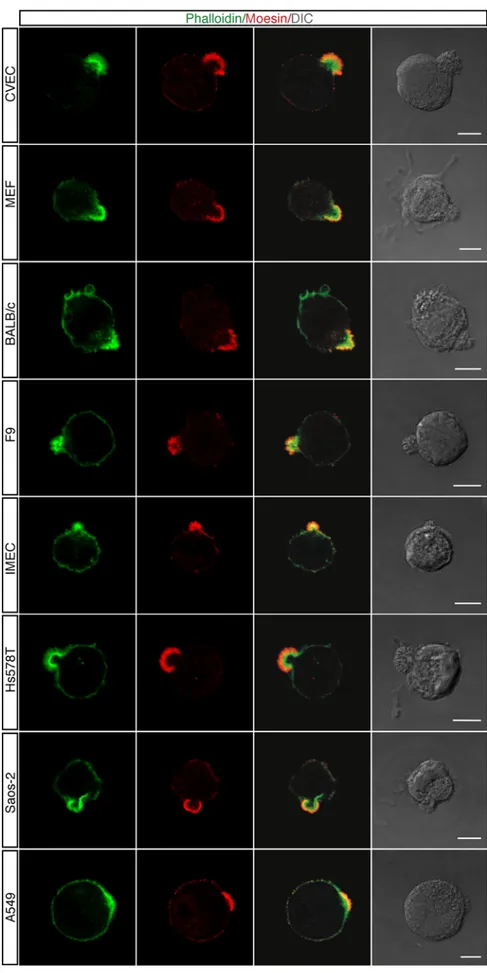 Fig. 2 Different cell types display an apical domain enriched in F-actin and Moesin during adhesion to ECM