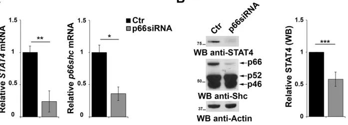 Figure 6: p66Shc affects STAT4 protein stability.  A. qRT-PCR analysis of STAT4 and p66shc mRNA in EBV-B cells transfected  with siRNA targeting p66shc