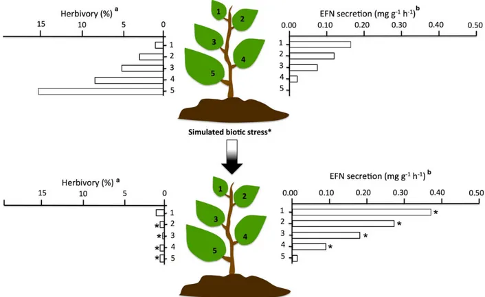 Figure 2. Herbivory and EFN secretion rates in differently-aged leaves before and after treatment with jasmonic acid, a hormone that can be used to simulate a herbivore attack on plants