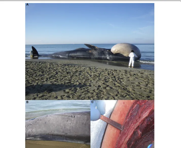 Figure 1 Steps of the necropsy carried out on the stranded whale. Biometrical measurements were taken before starting post-mortem analyses (A)