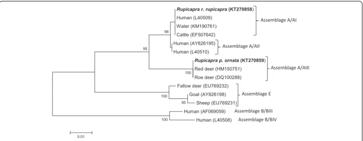 Fig. 2 Neighbor-Joining tree of the gdh Giardia sequences. Two sequences from the present study (in bold) and 12 reference sequences representing assemblage/sub-assemblages A/AI, A/AII, A/AIII, B/BIII, B/BIV and assemblage E were included in the analysis f