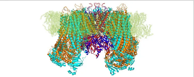 FIGURE 1 | Strucutre of transmembrane K ATP  channels. Ribbon representation of superimposed K ir 6.1 homology model (red) and K ir 6.2 cryo-EM structure 6BAA 
