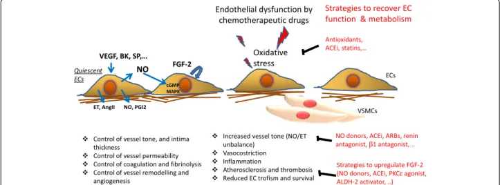 Fig. 1 Quiescent endothelial cells (ECs) participate to the physiological maintenance of cardiovascular tissue homeostasis through the control of vessel tone, permeability and intima thickness, coagulation and fibrinolysis, vessel remodelling and angiogene