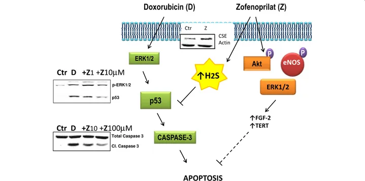 Fig. 2 Molecular mechanisms of doxorubicin induced endothelial damage and reversion by the SH-containing ACEi zofenoprilat