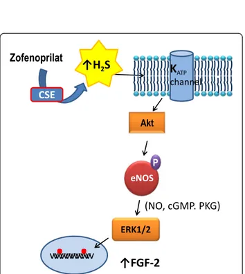 Fig. 4 Molecular mechanisms of zofenoprilat-induced protective effects on vascular ECs