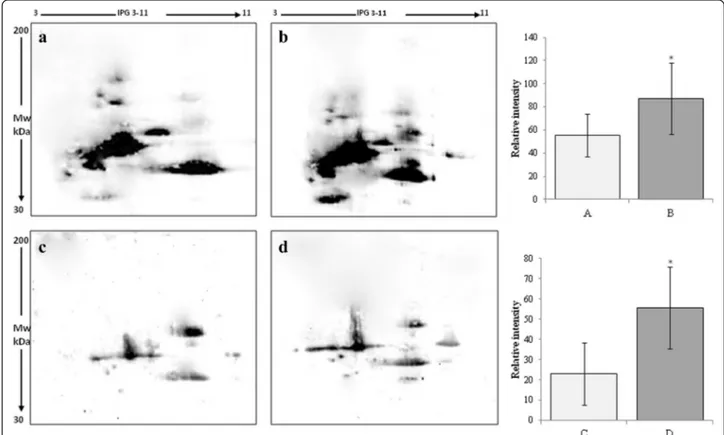Fig. 2 Avidin-blotting after two dimensional electrophoresis of biotin-labeled free-SH residues in serum (a, b) and follicular fluid (c, d) from untreated patient (a, c) or patient treated with micronutrients supplementation (b, d)