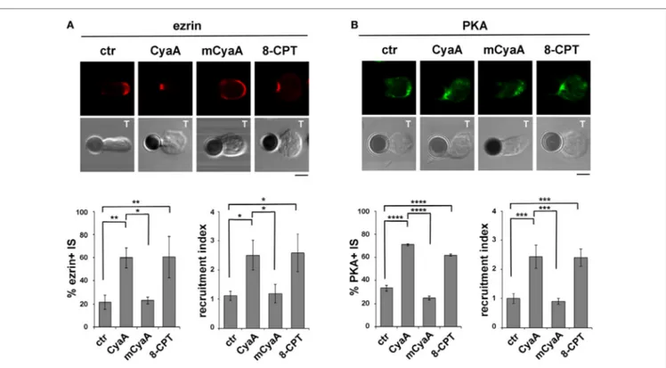 FigUre 4 | Phosphotyrosine signaling at the immune synapse (IS) is impaired in T cells intoxicated with CyaA, but not with edema toxin (ET)