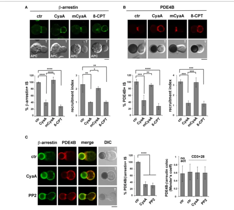 FigUre 6 | The  β-arrestin-mediated recruitment of PDE4B at the immune synapse (IS) is impaired in T cells intoxicated with CyaA