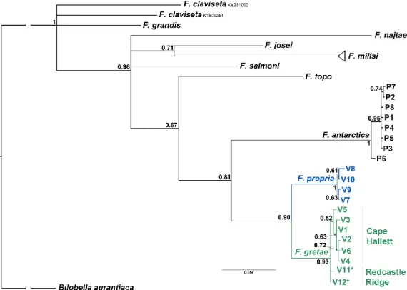 Figure  4.  Phylogenetic  tree  of  Friesea  species  based  on  cox1  sequences  and  inferred  with Bayesian 