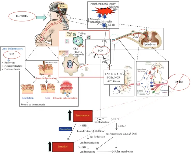 Figure 10: Failure of timely resolution of inflammation drives chronic inflammatory conditions and pain