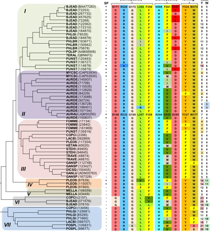 Fig. 1. Phylogram of basidiomycete DyPs. Up to a total 65 sequences of basidiomycete DyPs were obtained from the genomes of Auricularia delicata (AURDE), B