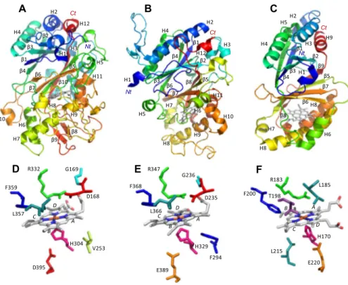 Fig. 2. Comparison of crystal structures. (A–C) Ribbon representation of recombinant AauDyP (PDB 4W7J), DyP-type EfeB from E