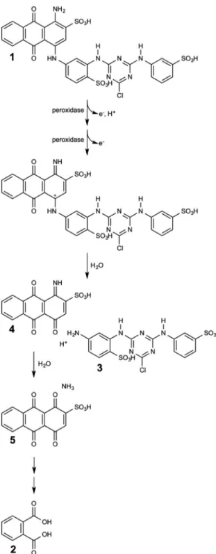 Fig. 6. Abbreviated pathway for the oxidation of Reactive Blue 5 (structure 1) by a conventional peroxidase mechanism, followed by spontaneous cleavage of the anthracenetetrone (structure 5) released