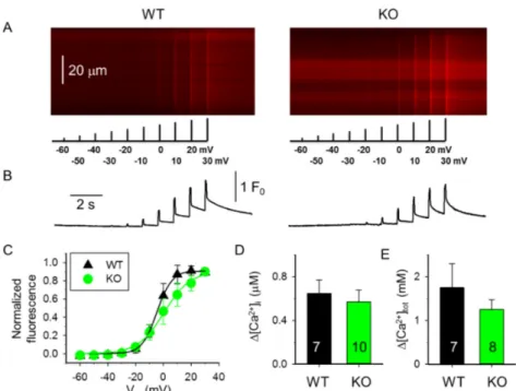 Figure 3. Membrane potential dependence of changes in [Ca 2+ ] i  in 10-month-old WT and sAnk1 KO 
