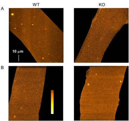 Figure  4.  Spontaneous  Ca 2+   release  events  in  saponin-permeabilized  FDB  fibers