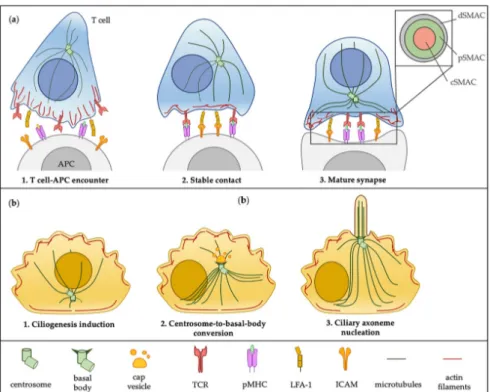 Figure 1. Schematic representation of critical steps in immunological synapse (IS) assembly and 