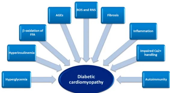 Figure 2. Contributing factors, metabolic derangement and molecular alterations in the development of diabetic cardiomyopathy