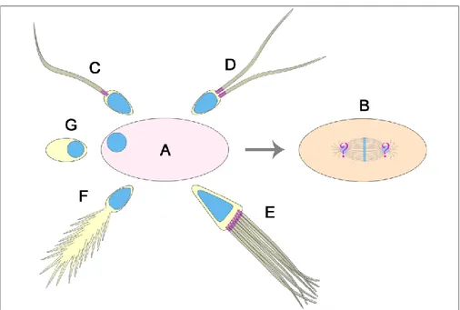 Figure 10.  Centriole  number  in  insect spermatids and  fertilization  problems.  The  insect  egg  (A)  is 