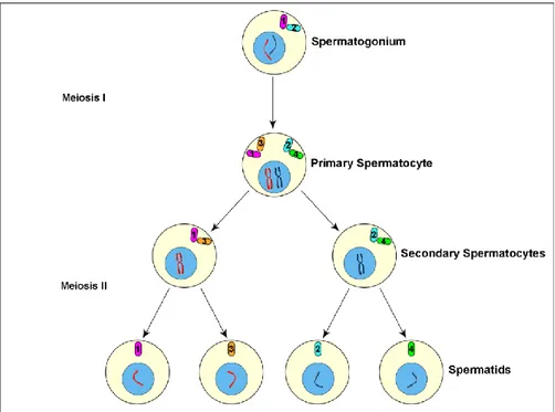 Figure 1. Cartoon of insect spermatogenesis depicting centriole and chromosome inheritance during 
