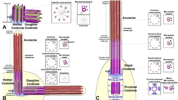 Figure  3.  Schematic  representations  of  the  centriole  architecture  in  Drosophila  somatic  cells  (A), 