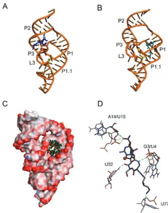 Fig. 14 Computer modeling of the interactions of viomycin (A, B) and Cu( II ) –viomycin complex (C, D) with the antigenomic delta ribozyme
