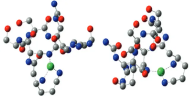 Table 5 Metal –peptide bonds in complexes. The most stable com- com-plexes are shaded