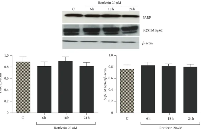 Figure 2: Effect of Rottlerin on apoptosis and autophagy. Western blotting of PARP and SQSTM1/p62 in Sk-Mel-28 cell lysate after 6–24 h