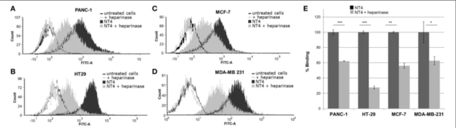 FIGURE 1 | (A–D) NT4 binding to PANC-1, HT-29, MCF-7, and MDA-MB-231 cancer cells before and after heparinase I/III treatment, tested by flow cytometry