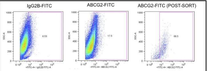 Figure 2. Flow cytometry detection and sorting of ABCG2+ subpopulations from cultures of human melanoma cell lines