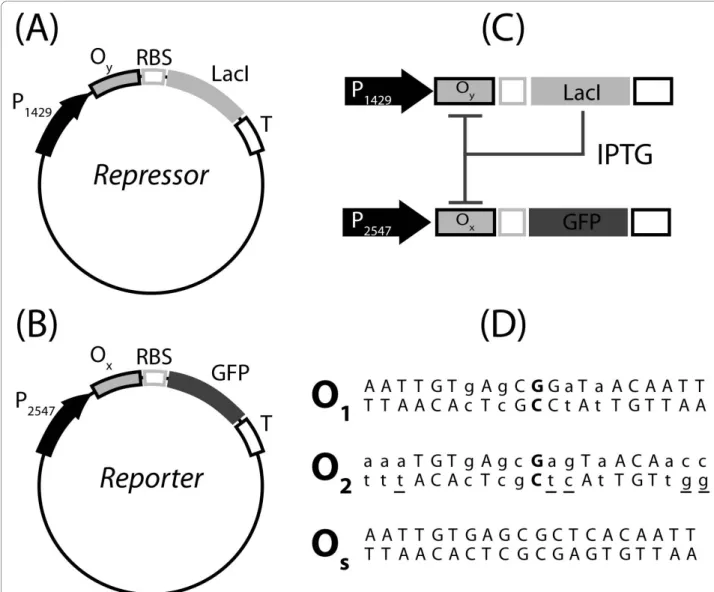 Figure 1 Gene circuits. Repressor (A) and Reporter (B) plasmids. Boxes highlight the parts that could be used as independent elements to tune the circuit outcome in a modular framework
