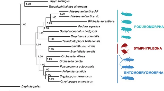 Figure 1. Bayesian phylogenetic tree inferred applying the 13 mitochondrial protein-coding genes of the following three outgroup and springtail species: Daphnia pulex (NC000844), Trigoniophthalmus alternatus (NC010532), Japyx solifugus (NC007214), Friesea 