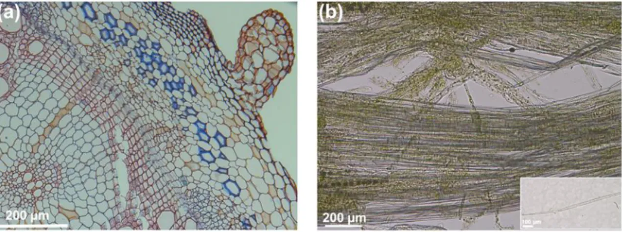 Figure 1. Cross section of the stem of a representative fiber crop, stinging nettle (Urtica dioica L.), and  details of enzyme-treated cortical peels with some separated bast fibers