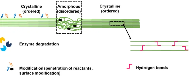 Figure 2. Cartoon showing the crystalline and amorphous regions of cellulose, with schematic details  showing that the amorphous region can be attacked by enzymes and is susceptible to modifications  (via the easier penetration of reactants)
