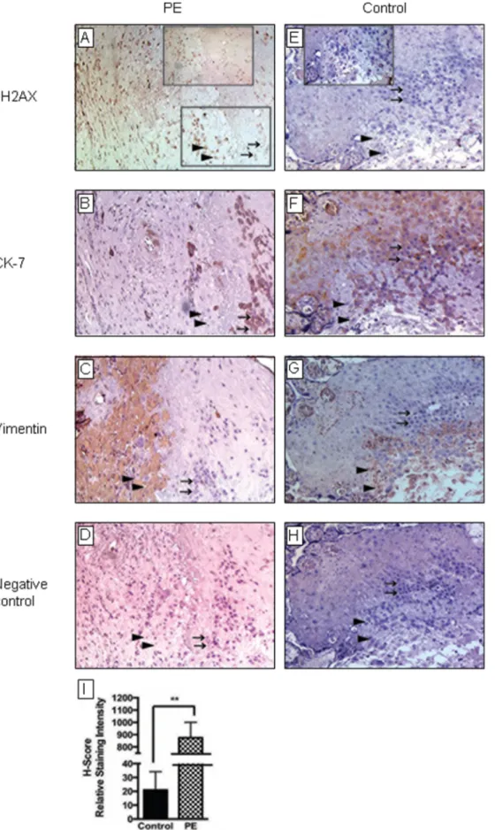Figure 1. Immunohistochemical analysis of placental tissues for in vivo evidence of DNA damage