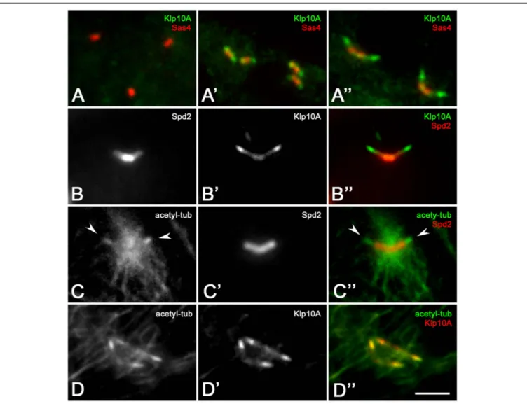 FIGURE 2 | Klp10A is enriched at the distal end of the meiotic centrioles. Klp10A localization in spermatogones (A), young primary spermatocytes (A’), mature primary spermatocytes (A”)