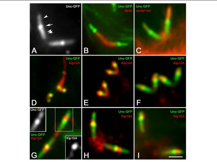 FIGURE 3 | Klp10A signal is stronger in the transition zone of the CLRs. (A) Unc-GFP recognizes three distinct regions on the centriole/CLR of mature primary spermatocytes: a proximal region (double arrowhead), one intermediate region (arrow) and a distal 